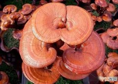 《民族药理学杂志》：灵芝酸可以诱导导致食道癌的食管鳞癌细胞凋亡和细胞自