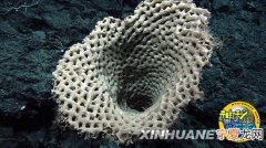 人类与海绵有7成相同基因