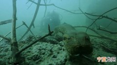 River Monsters Jeremy Wade 《河中巨怪》杰里米韦德在巴西亚马逊河底邂逅巨蟒
