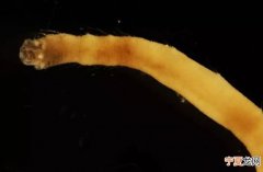 日本科学家在南冰洋南奥克尼群岛海底发现新海洋蠕虫——Flabelligena Gillet 200