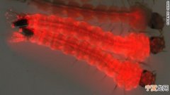 美国生物技术公司Oxitec拟放出7.5亿只基因改造蚊子 让人造基因代代相传抑制繁
