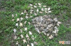 上海青浦区环淀山湖生态带西岑段岸边和水面出现大量死亡蟾蜍