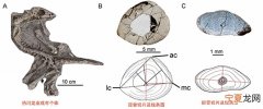 骨组织学揭秘热河生物群著名小型鸟脚类恐龙——上园热河龙的生长发育模式