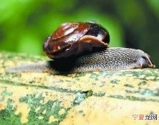 广东丹霞山大雨后现硕大蜗牛