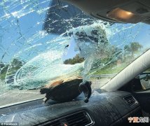 美国女子开车公路行驶 一只乌龟突然迎面飞来撞破挡风玻璃