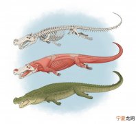 7500万年到8200万年前“恐怖的鳄鱼”Deinosuchus有着香蕉大小的牙齿