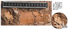 广东河源市郊发现6500万年前古生物骨骼化石