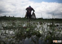 巴西北部阿马帕州非法采矿情况严重鱼类水银含量超标 进食过量或危害人类健