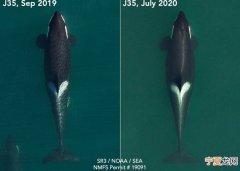 曾伴幼鲸尸体17日 美国华盛顿州母杀人鲸Tahlequah再怀孕