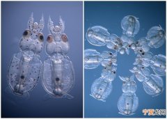 美国科学家以长鳍近海鱿鱼为研究对象 透过基因编辑技术首次成功培育出透明