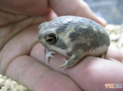 日本网友推特上疯传“馒头蛙”——散疣短头蛙