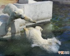 幼年北极熊跟随母熊学习跳水的珍贵画面