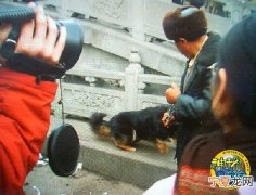 藏獒大战比特犬