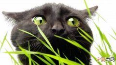 新西兰一只猫给主人叼回一袋大麻