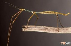 中国广西柳州发现的竹节虫Phryganistria chinensis Zhao被评定为世界上最长昆虫