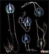 被称为栉水母的奇特海洋生物可能重塑科学家对早期演化的看法