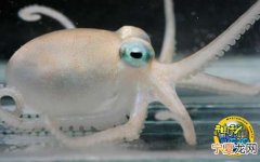 南极海域发现章鱼新物种