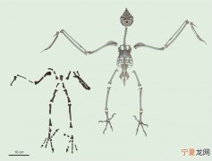 6000万年前化石研究发现古老猫头鹰的脚爪与现代猫头鹰完全不同