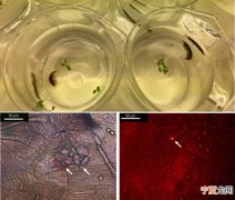 爱尔兰淡水溪流中的甲壳类动物Gammarus duebeni能在4天内将微塑料转变成“纳米塑