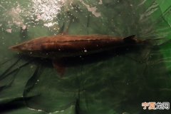 吉林省大安市嫩江发现一条重约280斤鲟鳇鱼
