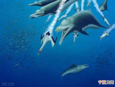 美国发现2500万年前渐新世时期灭绝海豚Ankylorhiza 是具有鲸鱼特征的顶级掠食者