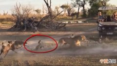 欧卡万哥三角洲“莫雷米禁猎区”幼狮落单遭鬣狗群围攻 母狮为护幼狮全力反