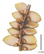 《白垩纪研究》：缅甸琥珀中发现苔类植物新类群