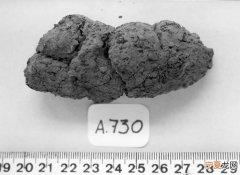 coproID新分析系统能帮助区分人类粪便化石和狗的粪便化石