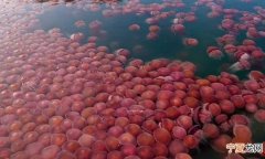 澳洲格里菲斯大学海洋生物学博士在菲律宾巴拉望岛海滩发现数千只“海番茄”