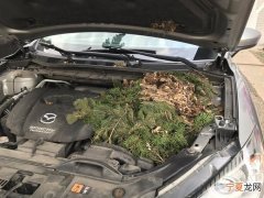 打开汽车引擎盖发现一堆树枝和树叶 拨开发现原来是松鼠在这里安家了