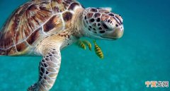 海龟占领印度奥里萨邦因冠状病毒疫情空无一人的海滩