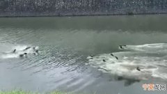 新加坡发生黑帮火拼？原来是两批水獭河中打斗