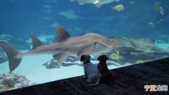 新冠肺炎疫情急速扩散 美国乔治亚州水族馆特别开放给两只狗狗