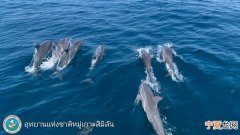 “普吉岛新闻”网站：泰国斯米兰群岛水域发现约100只长吻原海豚