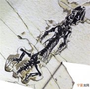 辽宁省建昌县喇嘛洞地区发现的早白垩世矢部龙化石 其左腿存在明显骨折现象