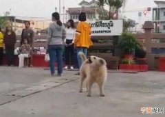 泰国素辇府锡卡拉蓬火车站一只流浪狗每天早上及傍晚都会“唱”国歌