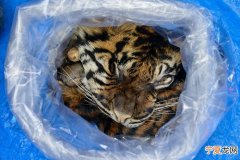 印尼男子出售苏门答腊虎皮被捕